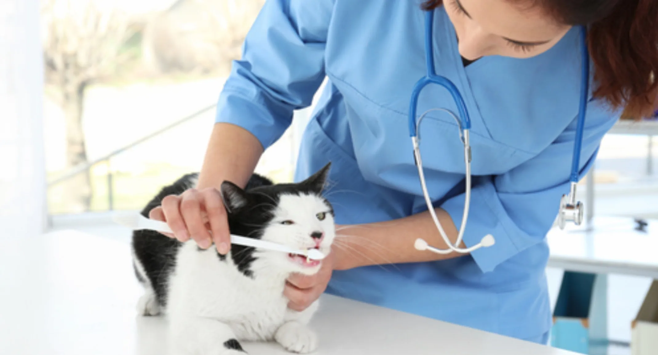 A Black & White Cat Getting its Teeth Brushed